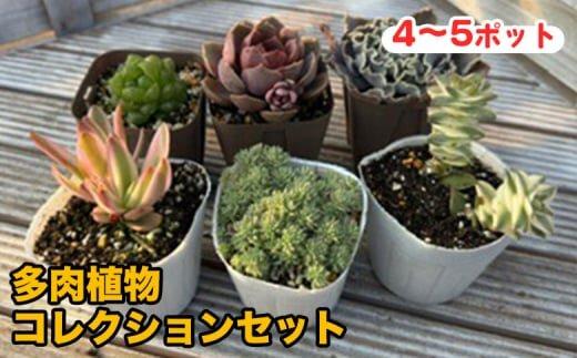 810.多肉植物コレクションセット　※離島への配送不可