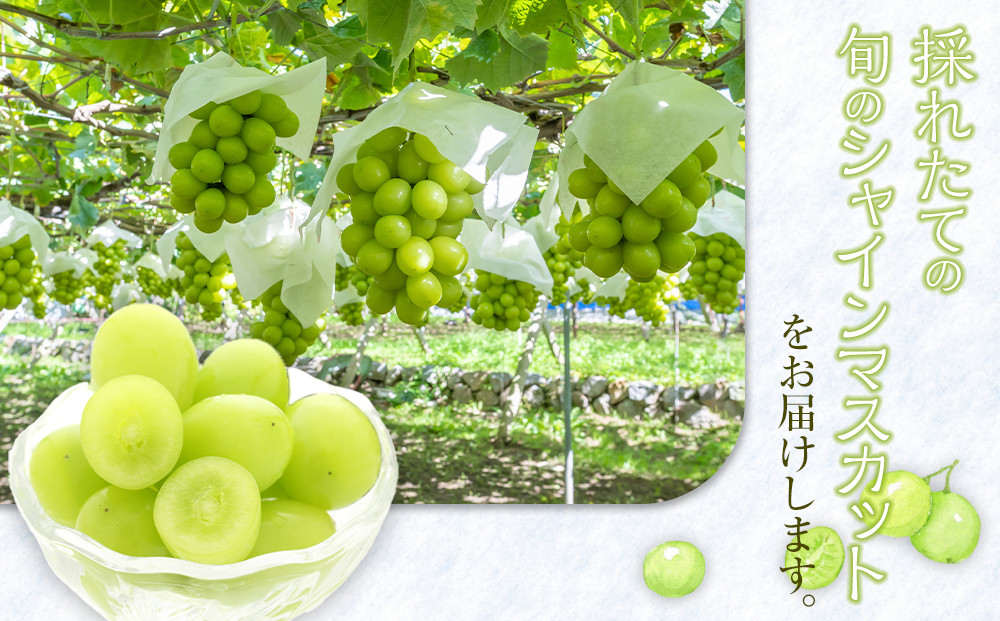 269.【先行予約】シャインマスカット(種無し)　2kg前後　※2026年8月下旬～9月下旬頃に順次発送予定
