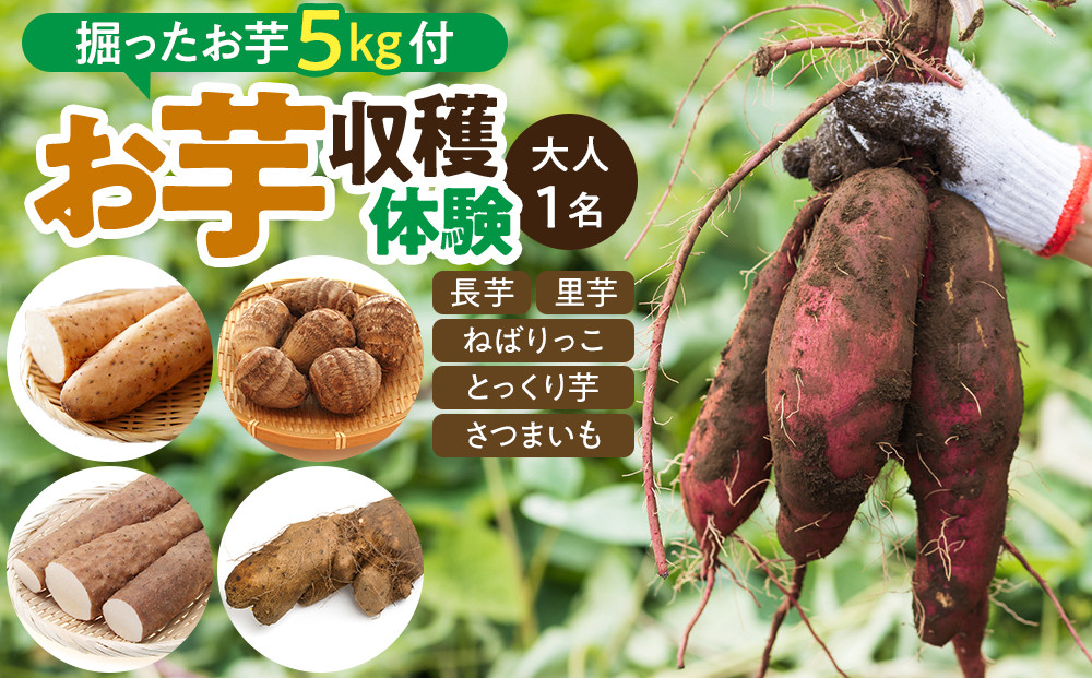1284.【要予約 大人1名様用】北栄町 お芋収穫体験　長芋・ねばりっこ・とっくり芋・里芋・さつまいも　掘ったお芋5kg付き