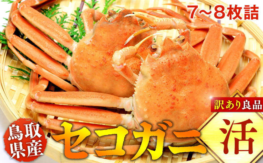 922.【活】鳥取県産セコガニ　訳あり　良品7~8枚詰《かに カニ 蟹 セコガニ》※2026/11/6～2026/12/25に順次発送予定※着日指定不可  離島不可（北海道、沖縄本島は配送可能）