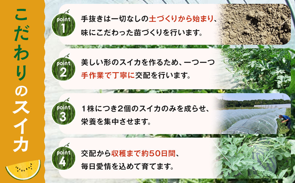 1116.【先行予約】鳥取県北栄町産 金色羅皇スイカ 1玉 7-9キロ前後（こちらの返礼品は、大栄西瓜ではありません）