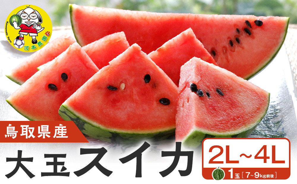 1117.【先行予約】鳥取県北栄町産 大玉スイカ 1玉 7-9キロ前後2L-4Lサイズ（こちらの返礼品は、大栄西瓜ではありません）