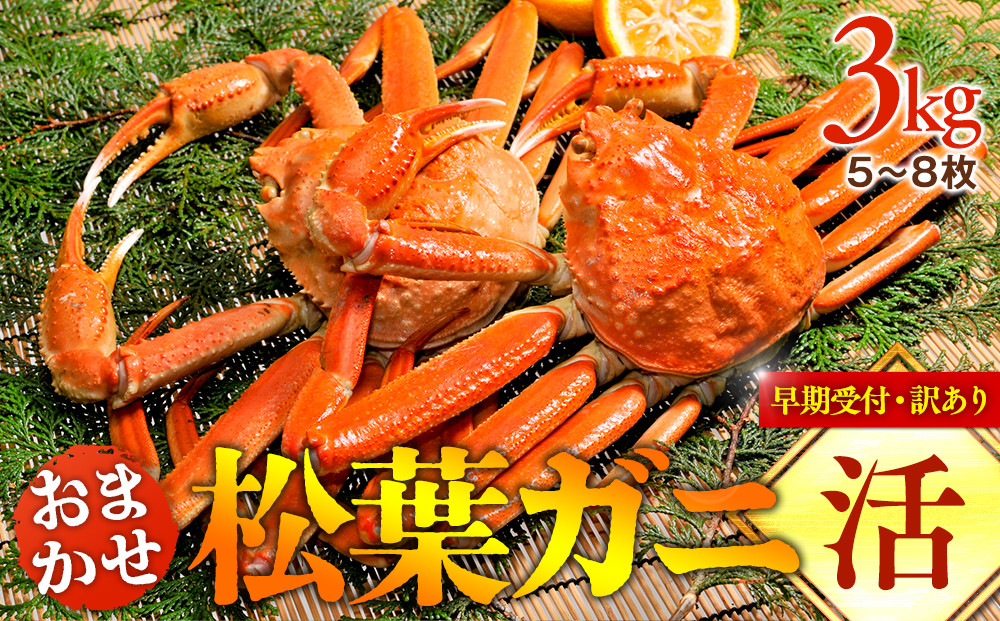 695.【早期受付】【活】訳あり　松葉ガニおまかせ3kg（5～8枚）《かに カニ 蟹 ズワイガニ》※着日指定不可※2026年11月上旬頃から順次発送予定