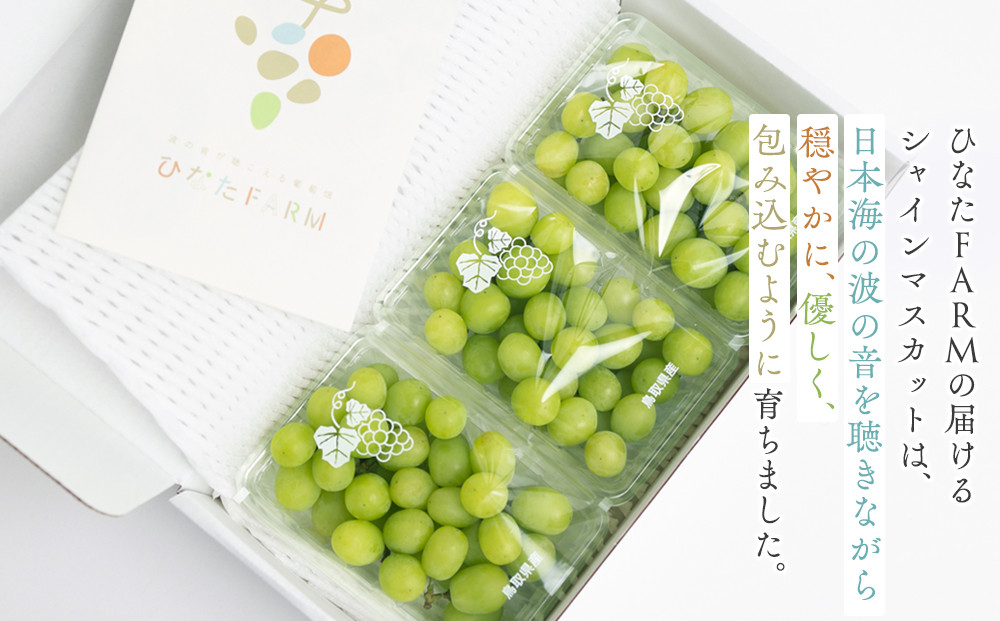 1039.【家庭用】波の音が聴こえる葡萄畑　ひなたFARM シャインマスカット