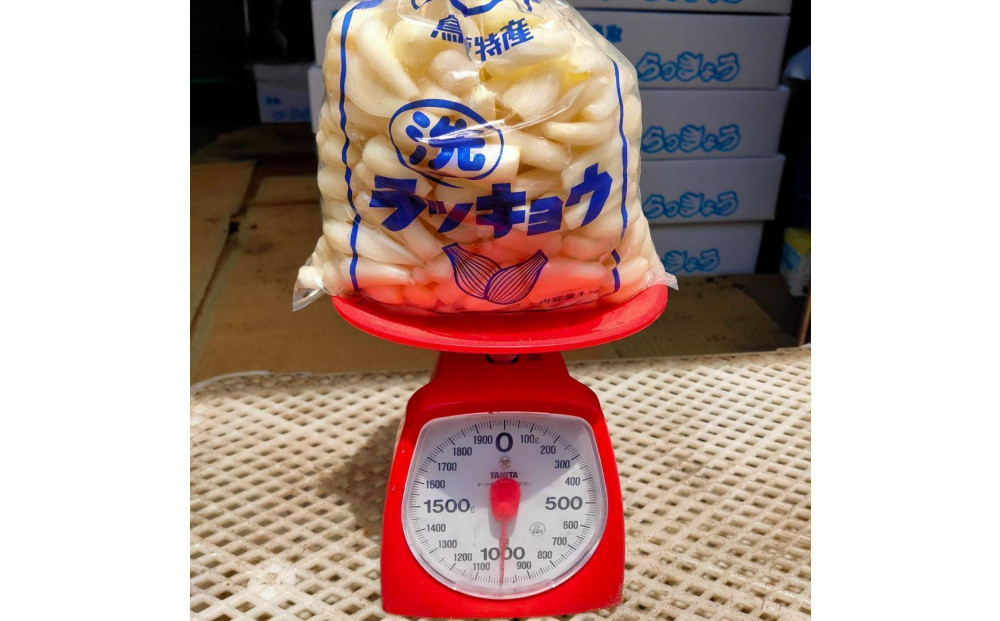 【鳥取県産】毎日の食卓に 洗いらっきょう 3kg