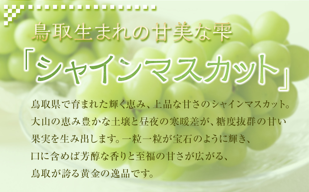 535.【先行予約】新甘泉6玉とシャインマスカット2房｜梨 なし 新甘泉 しんかんせん 産地直送 ぶどう シャインマスカット セット 鳥取県　※8月下旬～9月中旬頃に順次発送予定