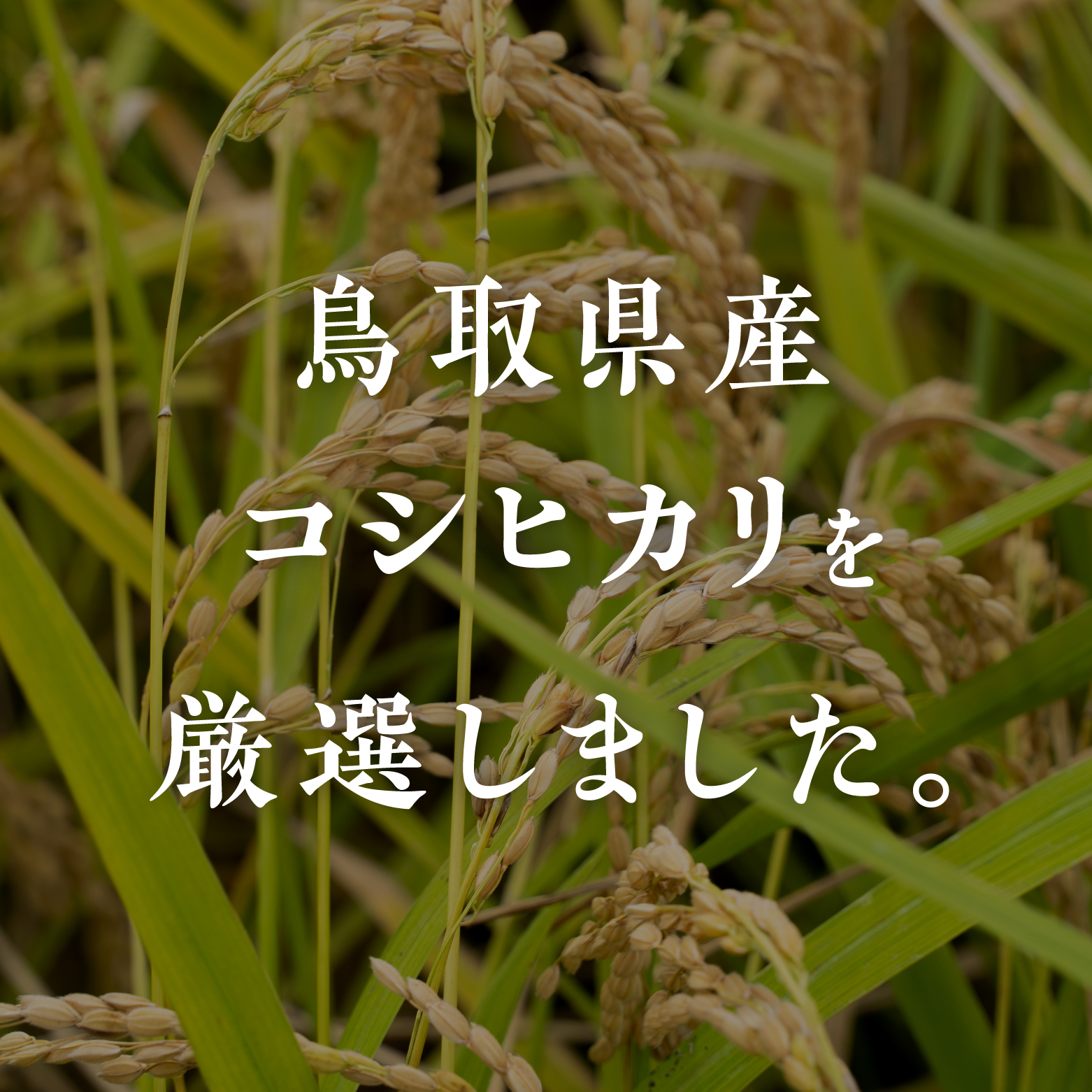 【10月以降発送】【新米・予約】令和6年産 鳥取県産コシヒカリ 10kg×3ヵ月 合計30kg 定期便 米 お米 こめ コメ 精米 日南町精米 30キロ 鳥取県日南町