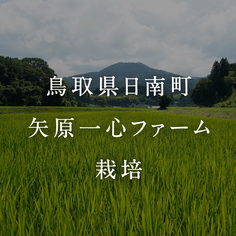 【新米・予約】令和6年産 矢原一心ファーム 特別栽培米 ミルキークイーン 10kg 米 お米 おこめ 鳥取県日南町 特別栽培