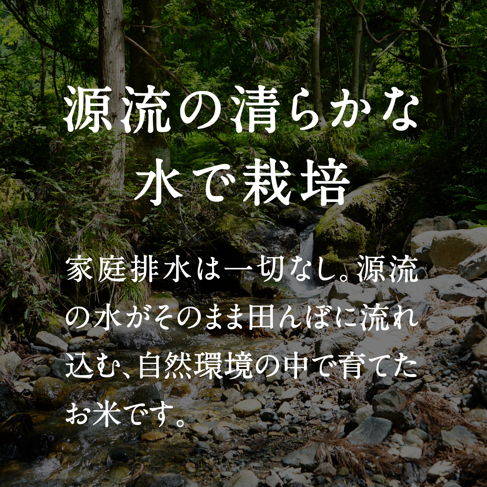 什å7å¹Žç£ æ°ç±³ å
è¡äºçŽ é³¥åçæ¥åçºç£ã³ã·ãã«ãª å®æäŸ¿ 10kgÃ6ãæ(åèš60kg) æ°å±ã®ã²ãšããã ïœéçµ450ïœ ç±³ ãç±³ ããã 粟米 ããã²ãã