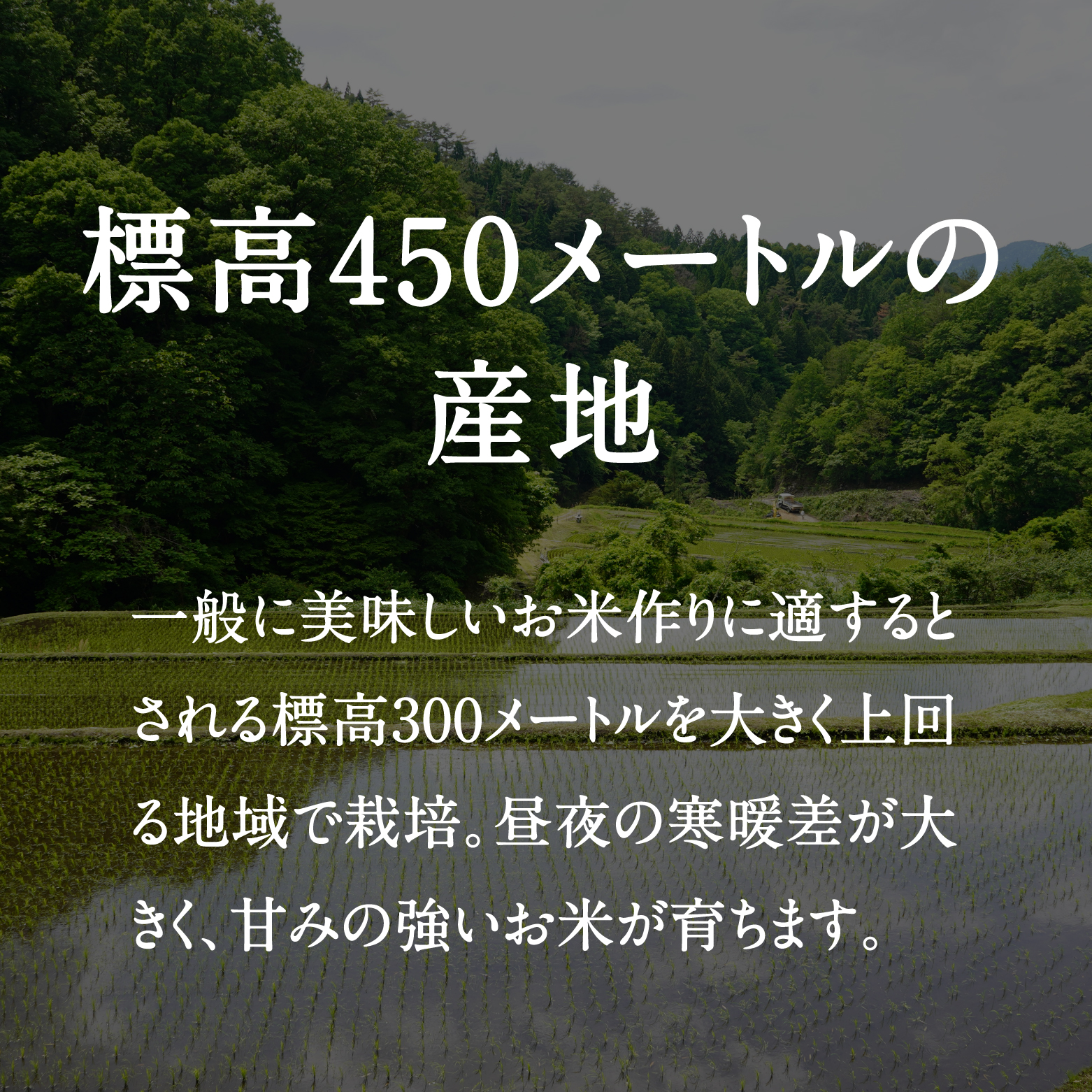 令和8年産 新米 先行予約 鳥取県日南町産コシヒカリ 20kg(5kg×4) 新屋のひとしずく ～野組450～ 米 お米 おこめ 精米 こしひかり