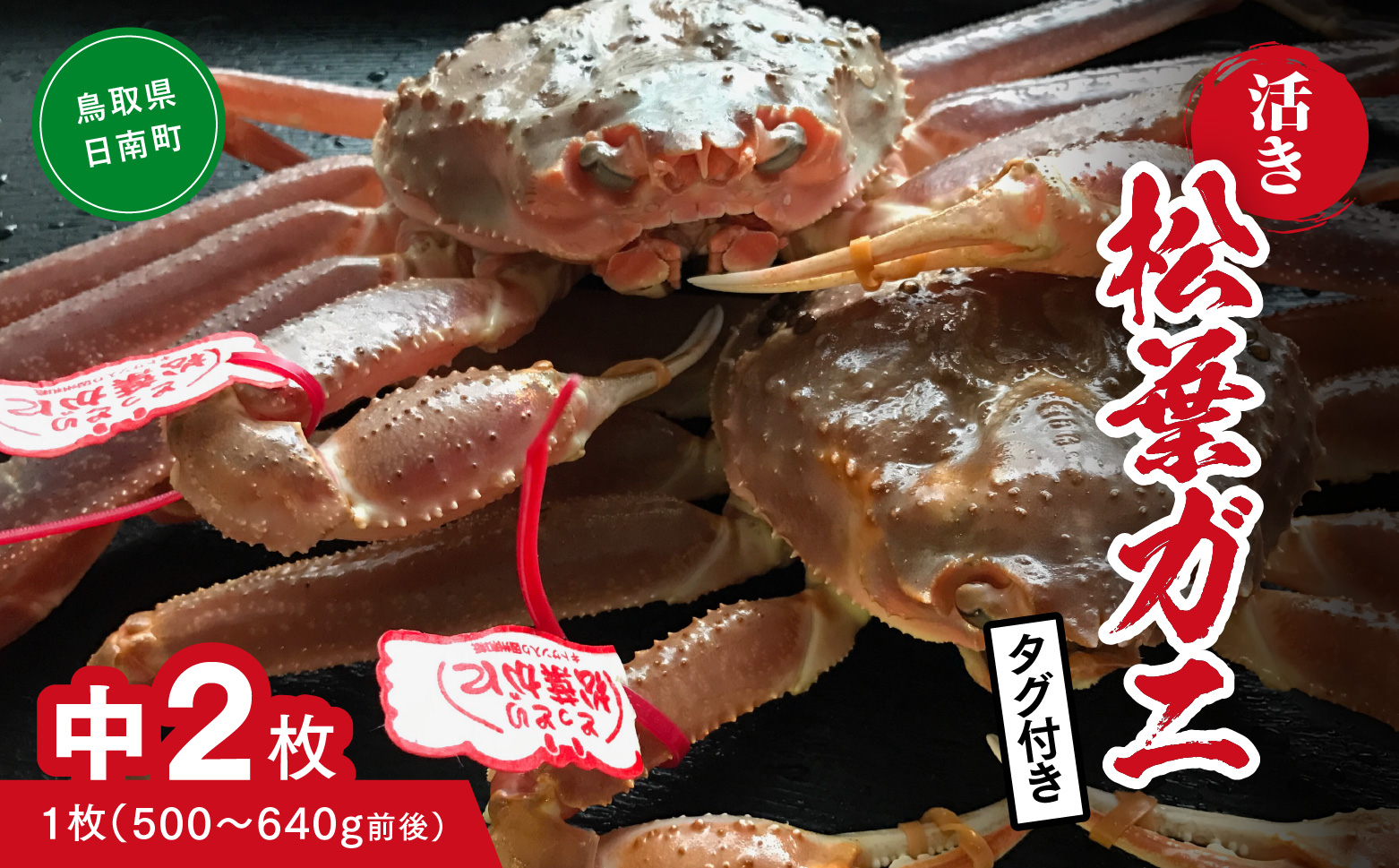 【活き】タグ付き松葉ガニ 中 2枚 (1枚500～640g前後) カニ 蟹 松葉ガニ 松葉がに かに 鳥取 高間商店 日南町
