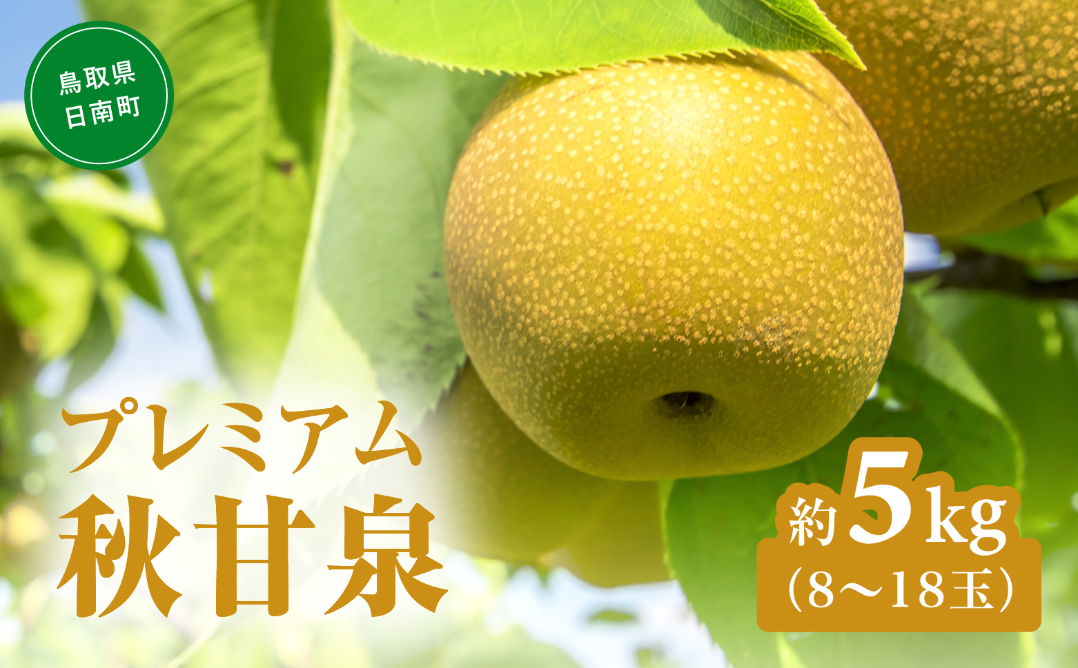 プレミアム秋甘泉（あきかんせん） 5kg前後(8～18玉前後) 梨 なし 果物 日南町 高間商店