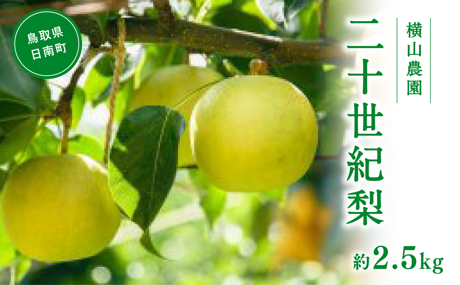 【先行予約】横山農園 二十世紀梨 2.5kg(5～9玉) 梨 なし フルーツ 果物 くだもの 鳥取県 佐治 梨 なし ナシ