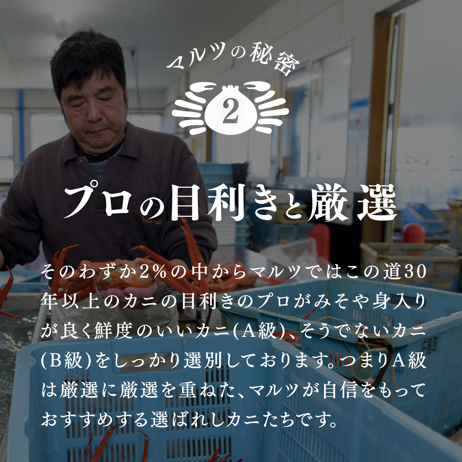 【北海道・沖縄・離島配送不可】蟹屋の釜茹で紅ずわい蟹２杯セット(大) 500～600g×2枚 ベニズワイガニ 紅ずわいがに カニ かに 境港 マルツ ボイルズワイガニ 鳥取県日南町