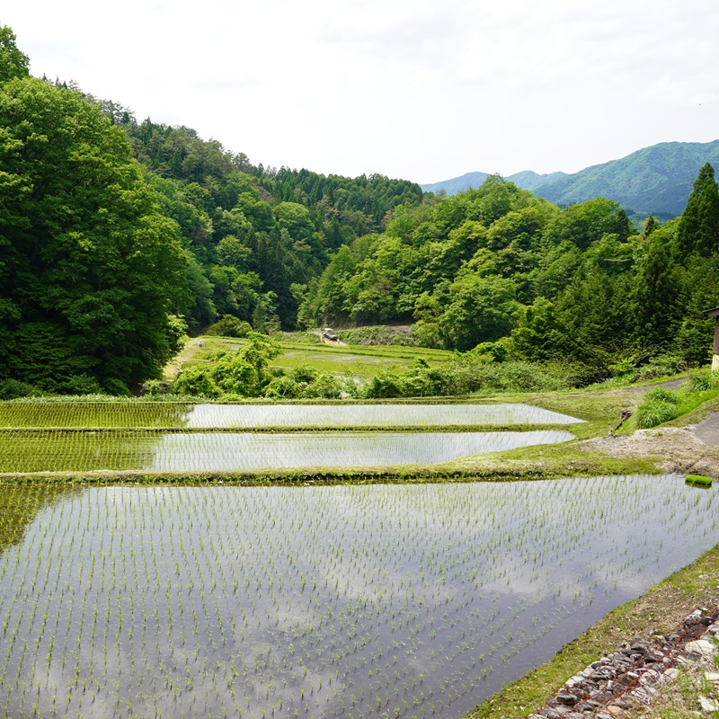 令和8年産 新米 先行予約 鳥取県日南町産コシヒカリ 20kg(5kg×4) 新屋のひとしずく ～野組450～ 米 お米 おこめ 精米 こしひかり