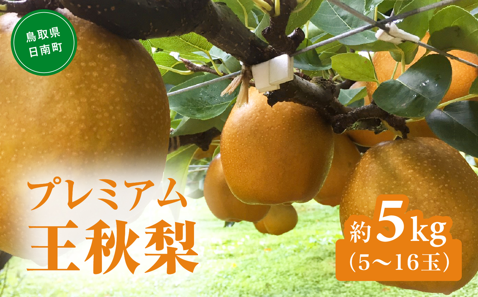 プレミアム王秋梨 5kg(5～16玉前後) 梨 なし 果物 フルーツ 日南町 高間商店