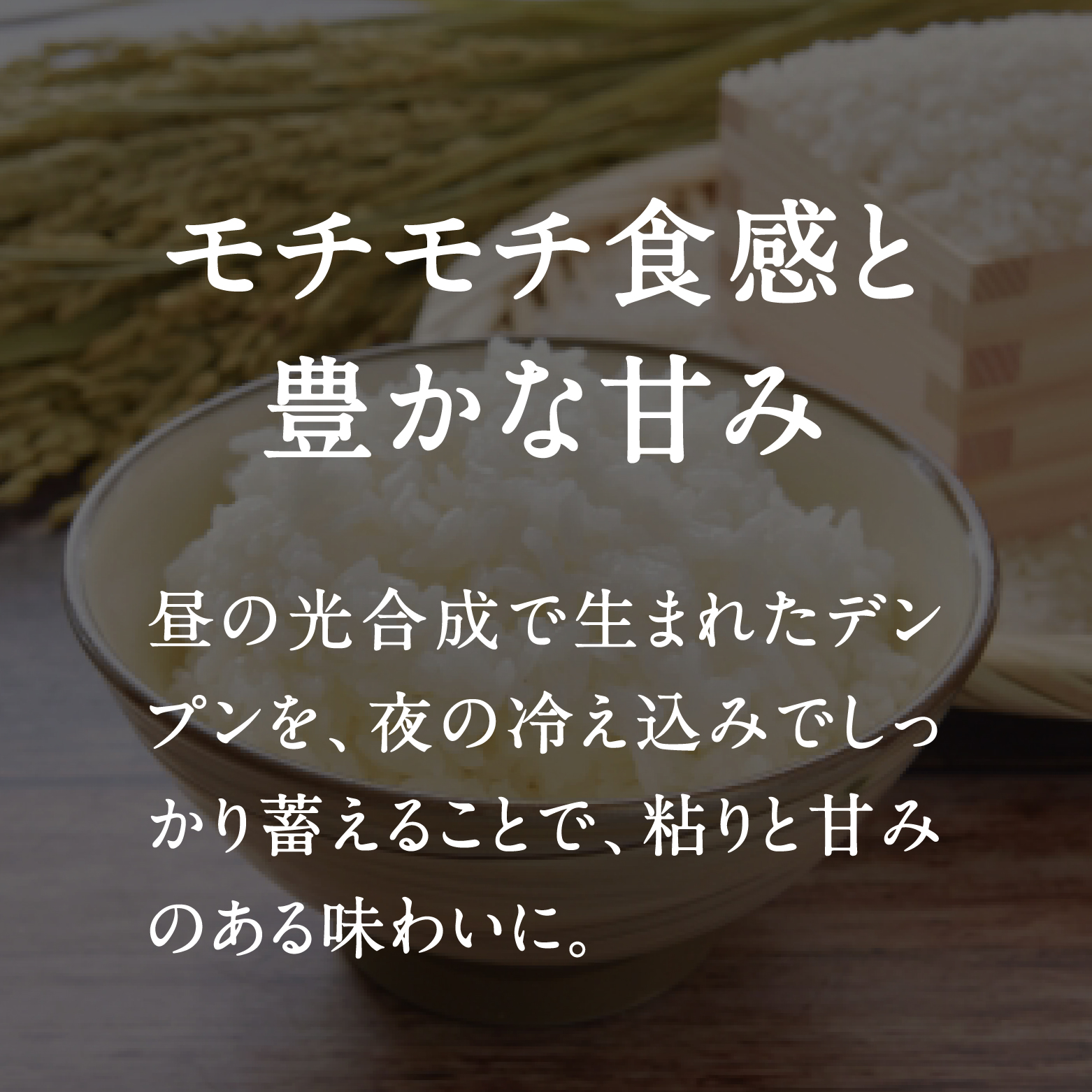 令和8年産 新米 先行予約 鳥取県日南町産コシヒカリ 5kg 新屋のひとしずく ～野組450～ 米 お米 おこめ 精米 こしひかり