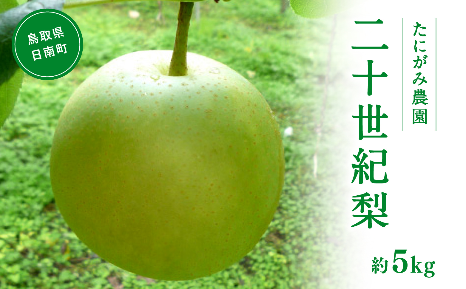 【先行予約】たにがみ農園 二十世紀梨 5.0kg(12～18玉) 梨 なし フルーツ 果物 くだもの 鳥取県 佐治 梨 なし ナシ
