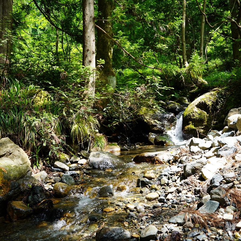 令和7年産 新米 先行予約 鳥取県日南町産コシヒカリ 定期便 10kg×6か月(合計60kg) 新屋のひとしずく ～野組450～ 米 お米 おこめ 精米 こしひかり