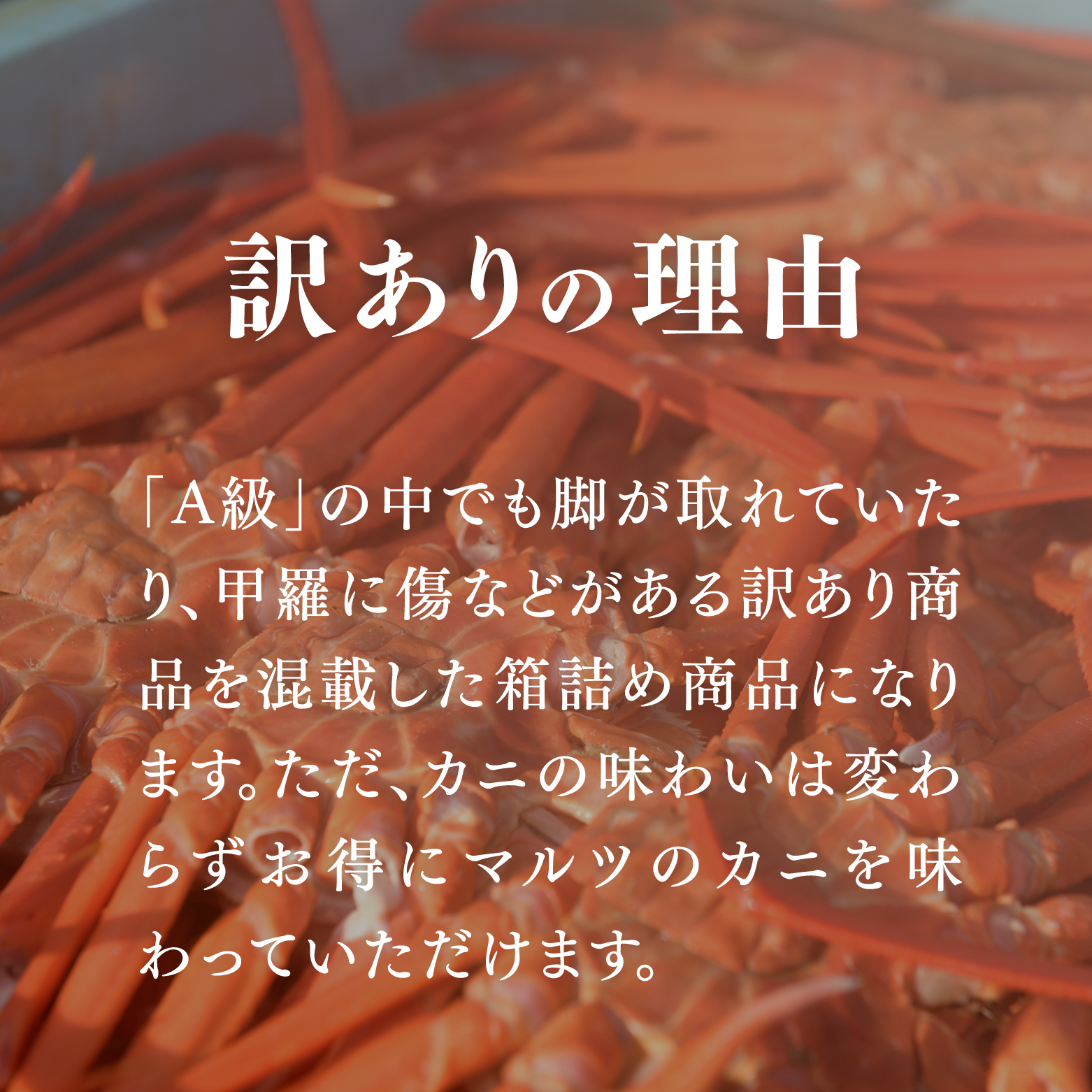 【早期先行予約】【訳あり】蟹屋の釜茹で紅ずわい蟹1.8kg箱詰めセット 600g前後×3枚 【北海道・沖縄・離島配送不可】 ベニズワイガニ 紅ずわいがに カニ かに 境港 マルツ ボイルズワイガニ 鳥取県日野町