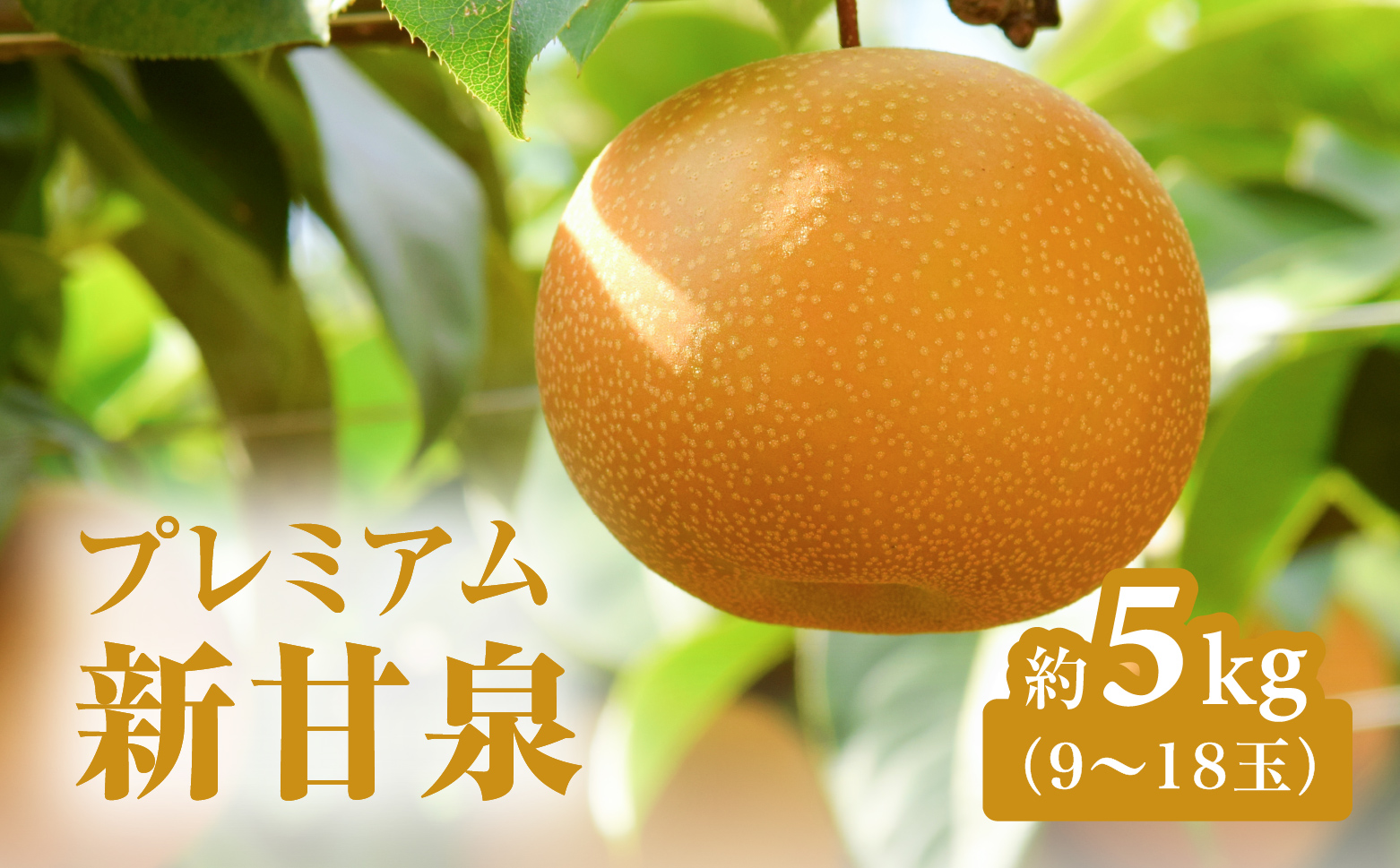 プレミアム新甘泉（しんかんせん） 5kg前後 (9～18玉前後) 梨 なし フルーツ 鳥取 高間商店 日野町
