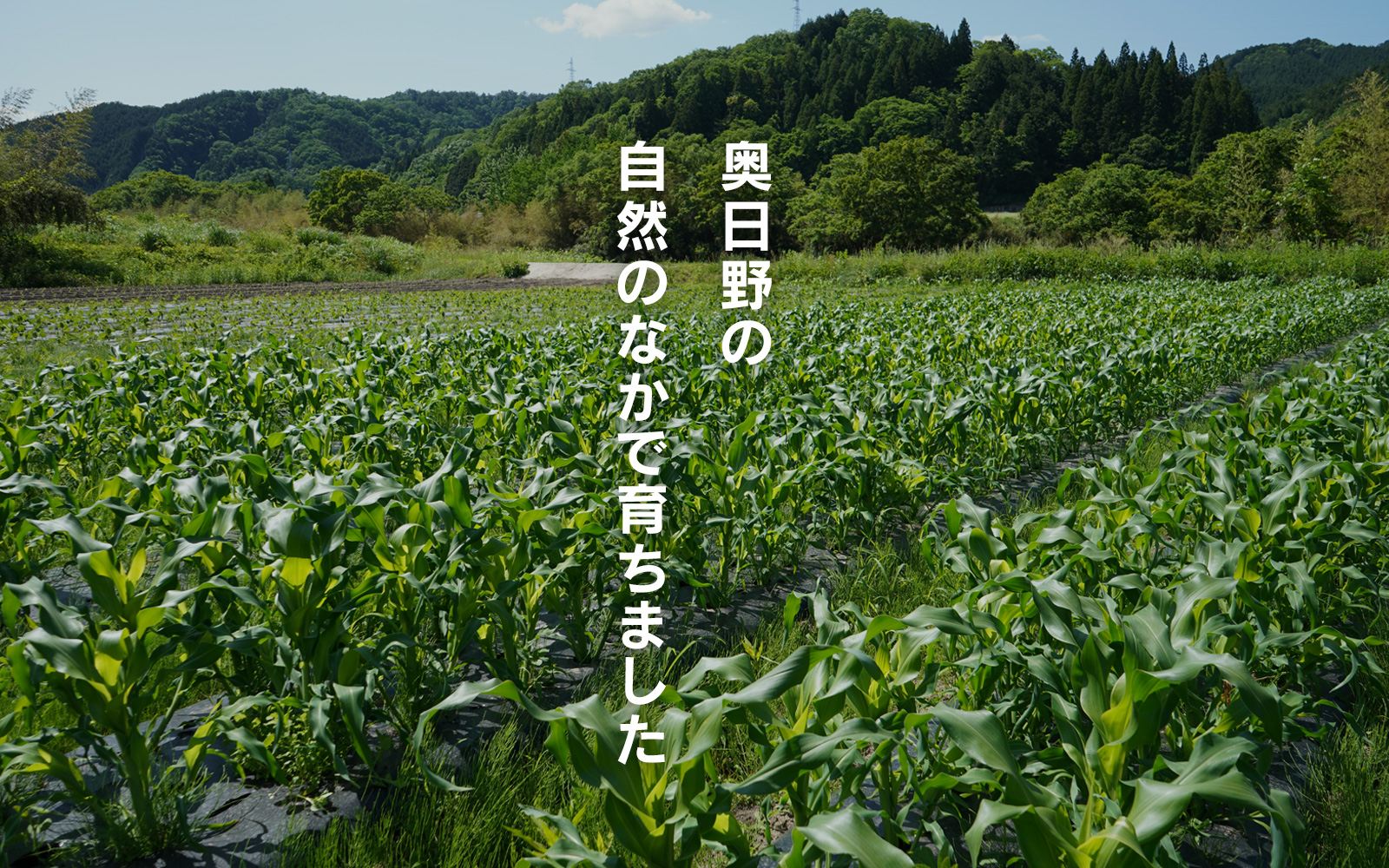 高田さんスイートコーン 約5kg とうもろこし 朝どれ とうもろこし 野菜 日野町