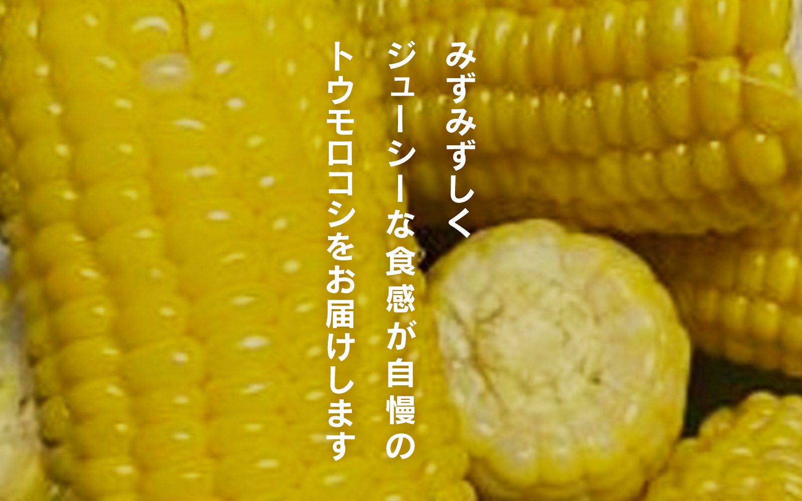高田さんスイートコーン 約5kg とうもろこし 朝どれ とうもろこし 野菜 日野町