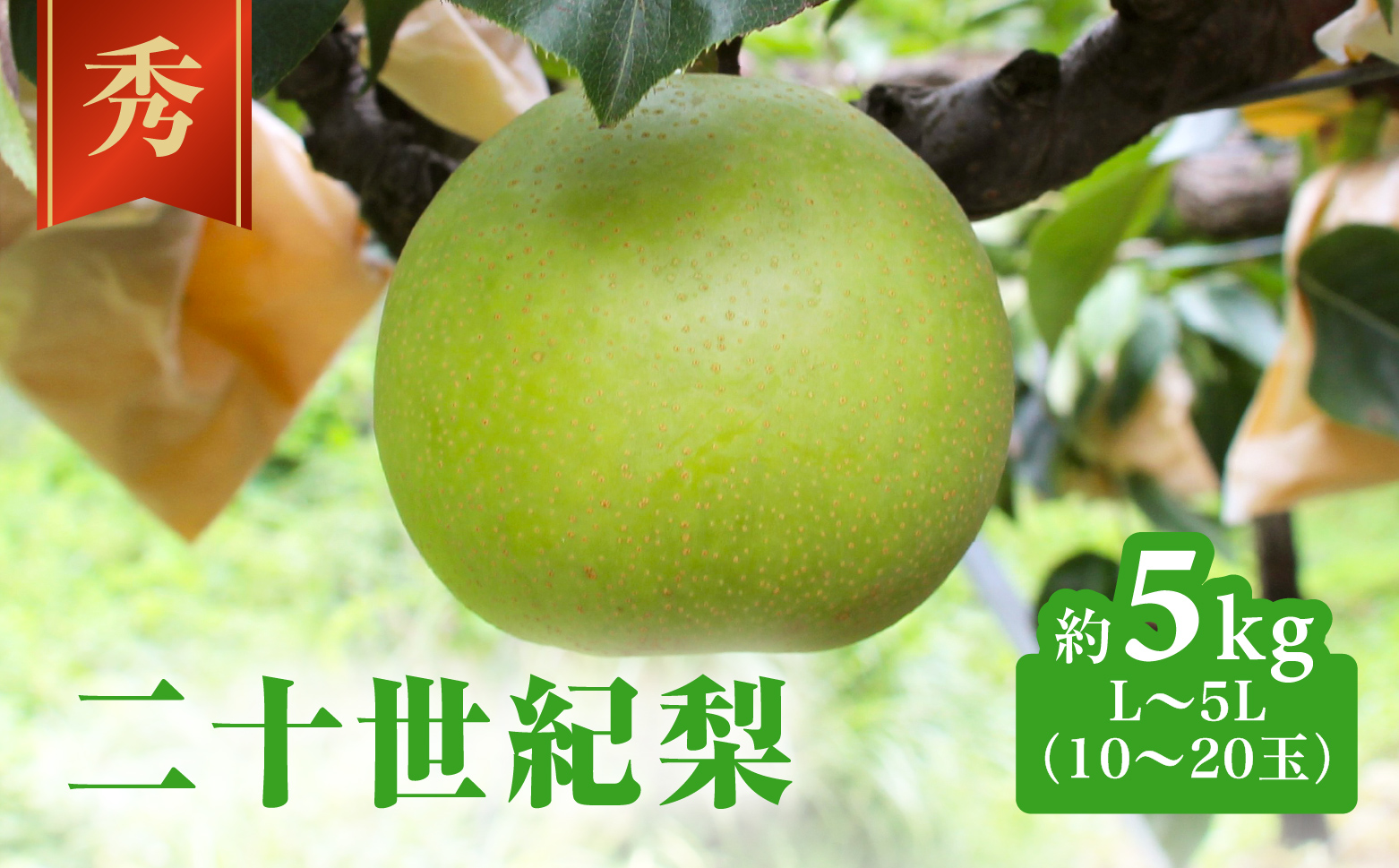 二十世紀梨 秀5㎏前後 L～5L(10～20玉前後) 梨 なし フルーツ 鳥取 高間商店 日野町