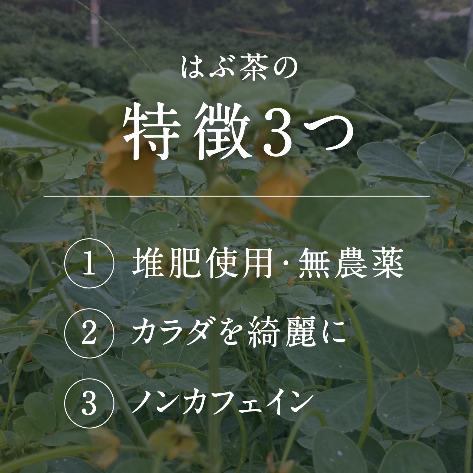 焙煎はぶ茶 100g×2袋(合計200g) 彌生ファーマー お茶 茶 ハブ茶 ハーブティー 鳥取県日野町