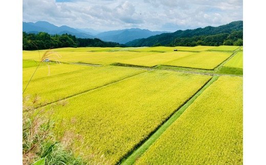 【令和7年産】奥大山江府米きぬむすめ ３kg×1 /  プレミアム 特別栽培 キヌムスメ 研究 精米 3ｷﾛ　0626