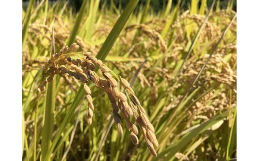 【令和7年産】奥大山江府米きぬむすめ ３kg×1 /  プレミアム 特別栽培 キヌムスメ 研究 精米 3ｷﾛ　0626