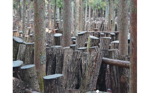 中尾さんちの乾椎茸 大 原木栽培 大きいサイズ 100g 干しシイタケ 1袋 / SAC中尾 椎茸屋 0788