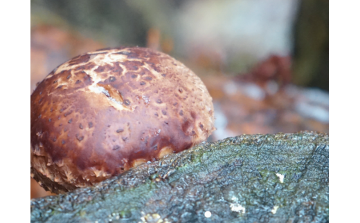 中尾さんちの乾椎茸 大 原木栽培 大きいサイズ 100g 干しシイタケ 1袋 / SAC中尾 椎茸屋 0788