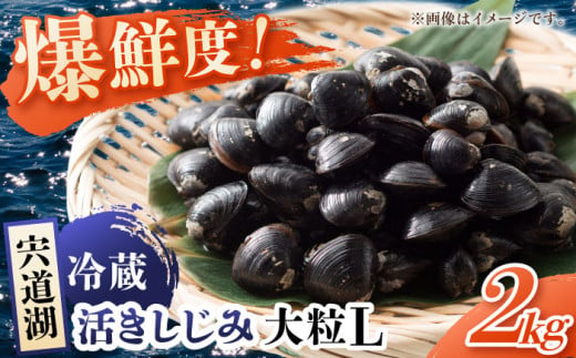 宍道湖産しじみLサイズ2kg(生鮮･砂抜済･活しじみ)鮮度抜群でお送りする 松江自慢のしじみです！ 島根県松江市/有限会社藤本米穀店 [ALCG008]