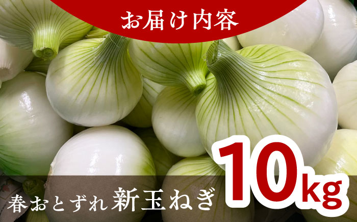 【数量限定50個】【先行予約/2026年6月上旬以降順次発送】美味しまねゴールド認証取得! 松江市産 春おとずれ新たまねぎ Lサイズ前後10kg 島根県松江市/mishiro farm [ALIJ003]