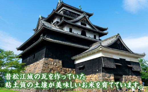 松江市産きぬむすめ「ながえ米」10kg(5kg×2) 島根県松江市/有限会社藤本米穀店 [ALCG001]