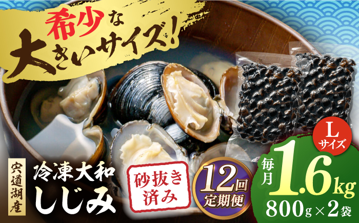 【全12回定期便】宍道湖産 冷凍大和しじみ 砂抜き済 Lサイズ800×2袋(1.6kg) 島根県松江市/しじみ市場株式会社 [ALDK008]