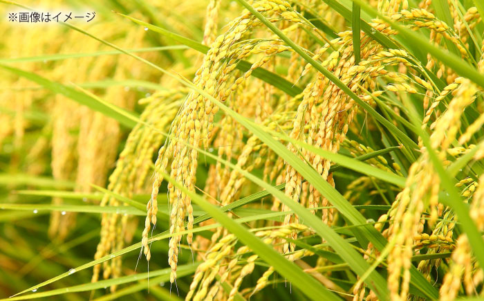 島根が誇るブランド米！ 仁多米「まき」5kg 〜産地限定米〜 島根県松江市/有限会社藤本米穀店 [ALCG004]