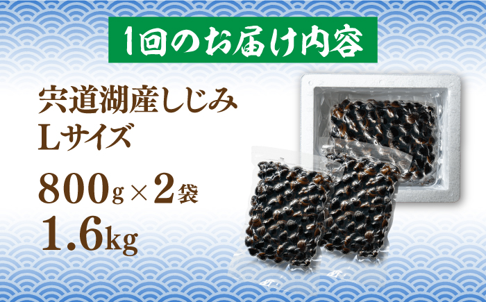 【全12回定期便】宍道湖産 冷凍大和しじみ 砂抜き済 Lサイズ800×2袋(1.6kg) 島根県松江市/しじみ市場株式会社 [ALDK008]