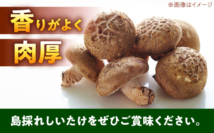 島採れとれたて 大根島産神泉しいたけ 4個入り×6パック 島根県松江市/株式会社ふぁーむ大根島 [ALCB006]