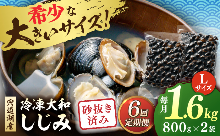 【全6回定期便】宍道湖産 冷凍大和しじみ 砂抜き済 Lサイズ800×2袋(1.6kg) 島根県松江市/しじみ市場株式会社 [ALDK007]