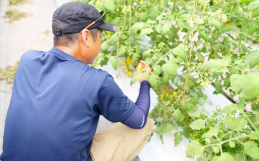 希少なチェリートマトを贅沢に使用！黄色いプレミアムトマトジュースセット 500ml×2本 島根県松江市/株式会社ちいきおこし [ALBK005]