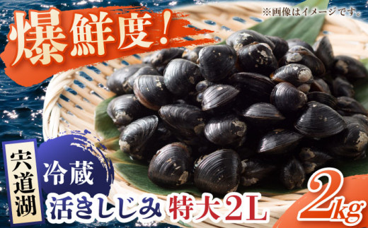 宍道湖産しじみ2Lサイズ2kg(生鮮･砂抜済･活しじみ)鮮度抜群でお送りする･貴重な特大粒！ 島根県松江市/有限会社藤本米穀店 [ALCG009]