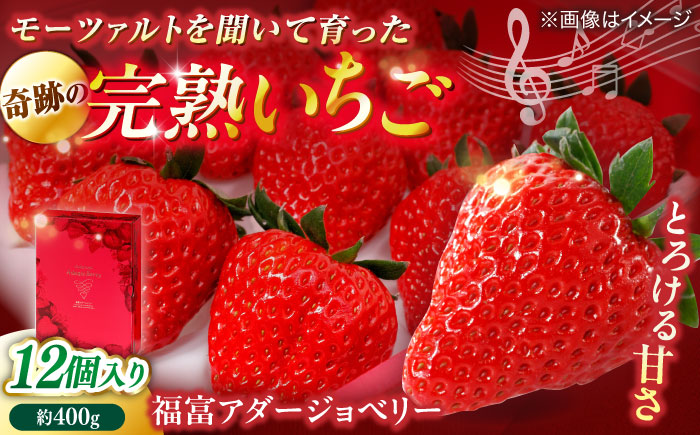 島根県松江市「のつ農園」　完熟いちご「福富アダージョベリー」　12個入り 島根県松江市/山陰中央テレビジョン放送株式会社 [ALFI003]