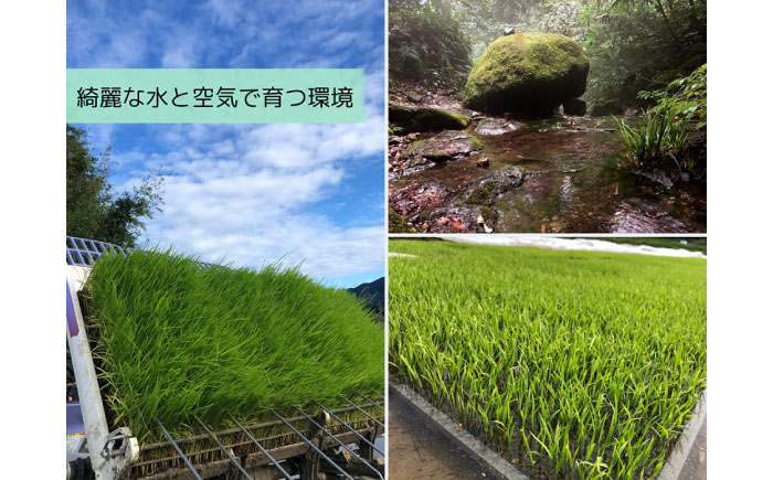 【数量限定】松江市産きぬむすめ10kg 受賞歴有 米 島根県松江市/有限会社原田米穀 | きぬむすめ 10kg 無洗米 残留農薬不検出 [ALBW011]