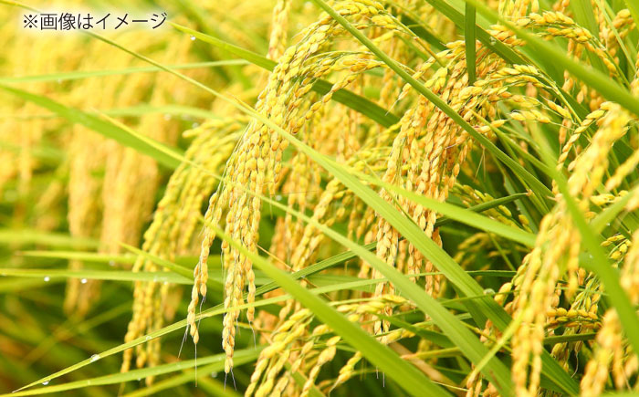 【令和7年産】【数量限定50個】島根が誇るブランド米！仁多米「にたひかり」10kg（5kg×2） 〜生産者限定米〜 島根県松江市/有限会社藤本米穀店 [ALCG028]