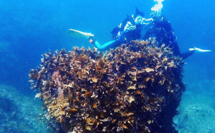 一日中潜りつくそう♪ファンダイビング(3ボート)プラン 島根県松江市/合同会社LOCOBLUE [ALFE003]