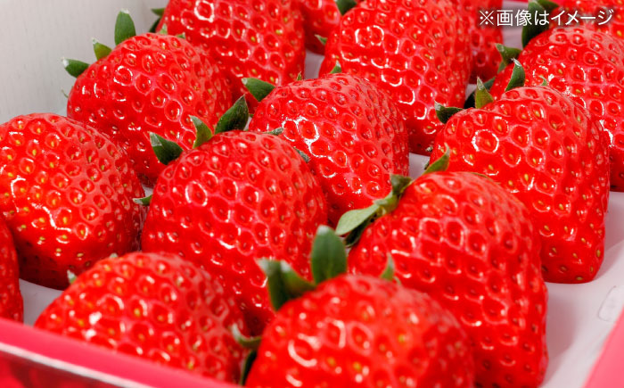 島根県松江市「のつ農園」　完熟いちご「福富アダージョベリー」　15個入り 島根県松江市/山陰中央テレビジョン放送株式会社 [ALFI004]