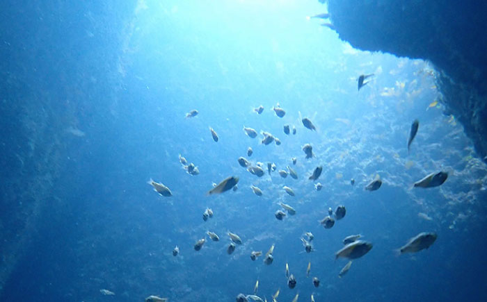 一日中潜りつくそう♪ファンダイビング(3ボート)プラン 島根県松江市/合同会社LOCOBLUE [ALFE003]