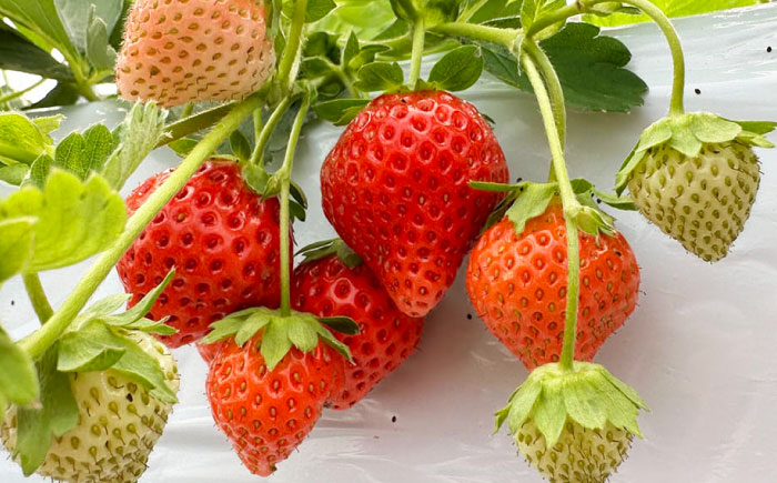 朝摘みイチゴのクレームダンジュ 4個セット 島根県松江市/株式会社フローネ [ALGN002]